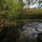 Weiher am Butterberg