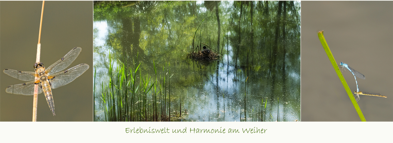 °Weiher°