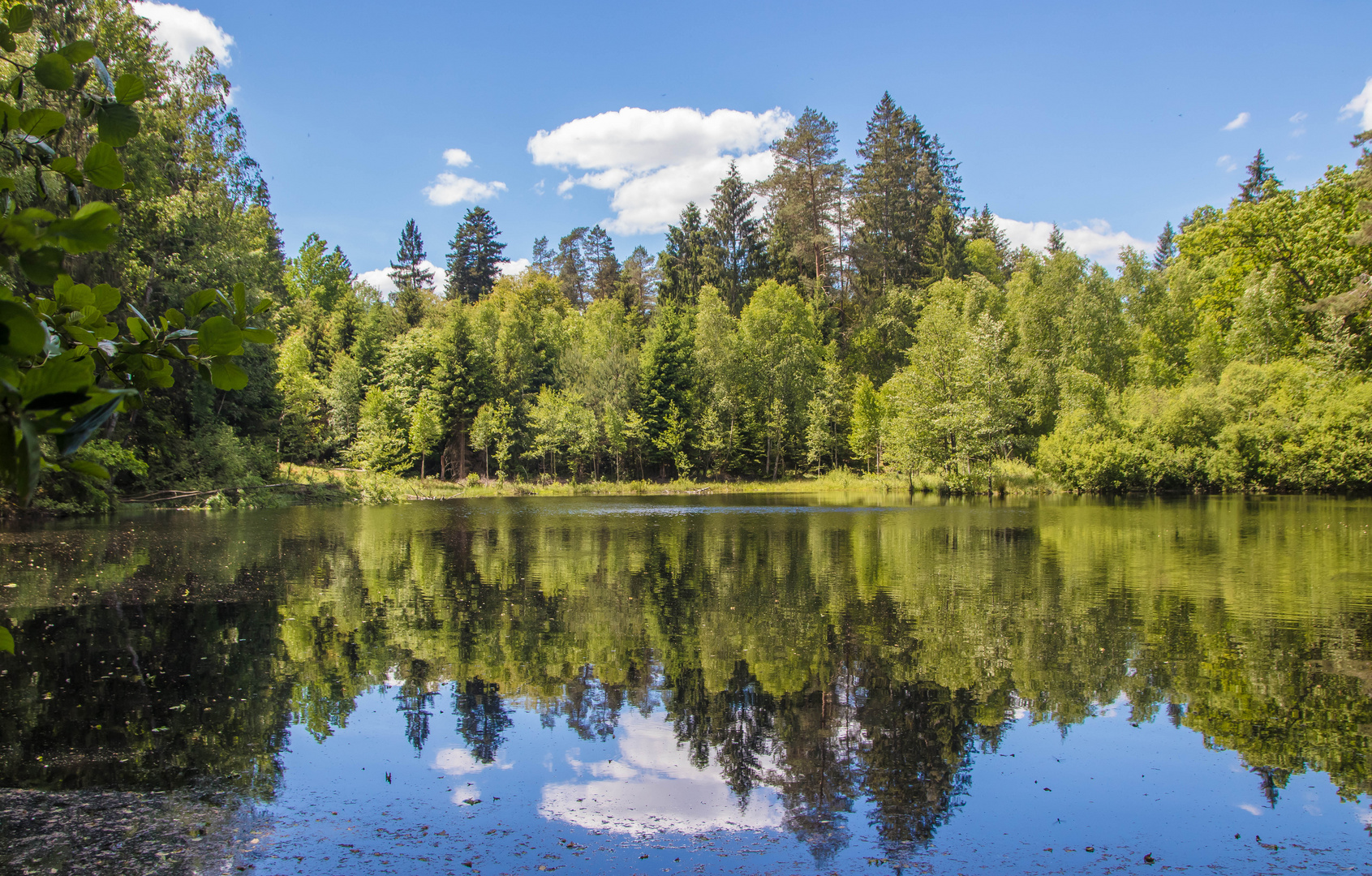 Weiher bei Eppenbrunn