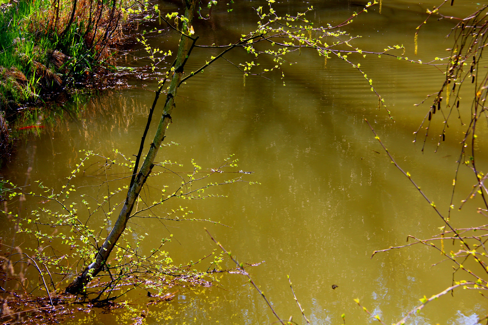 ..weiher idyll..