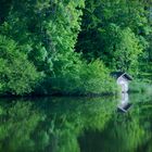 Weiher im Abendlicht