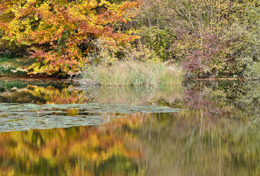 Weiher im Herbst *1*