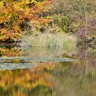 Weiher im Herbst *1*