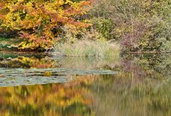 Weiher im Herbst *1*