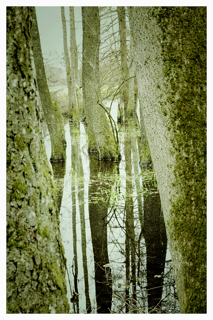 Weiher im Herbst