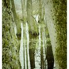 Weiher im Herbst