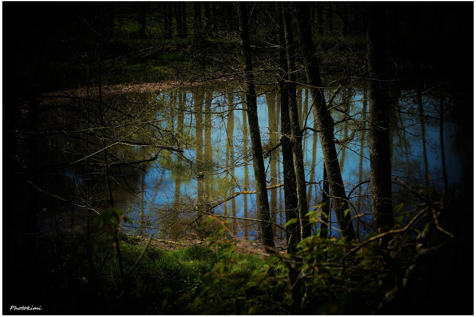 Weiher im lichten Wald