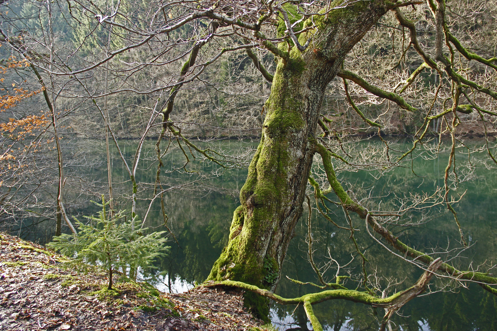 Weiher im Marscheider Wald