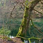 Weiher im Marscheider Wald