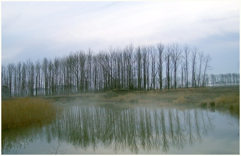 weiher im morgennebel