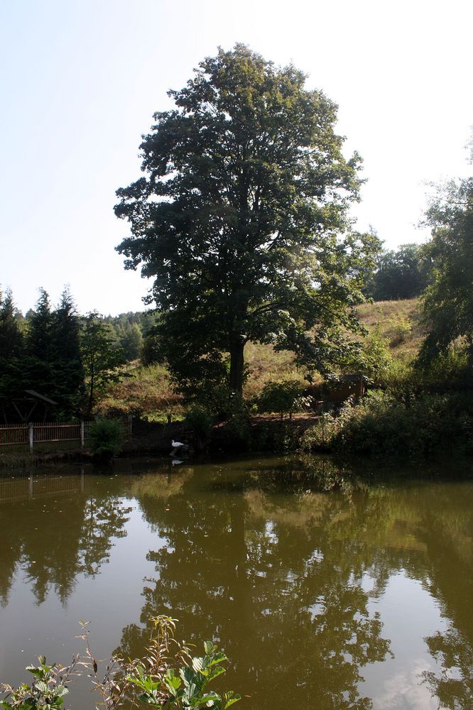 Weiher im Mühltal Eisenberg