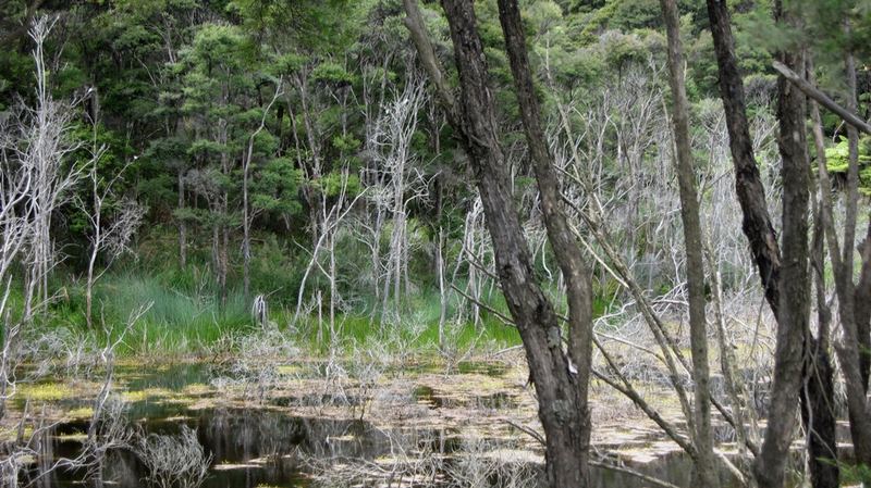 Weiher im Northland