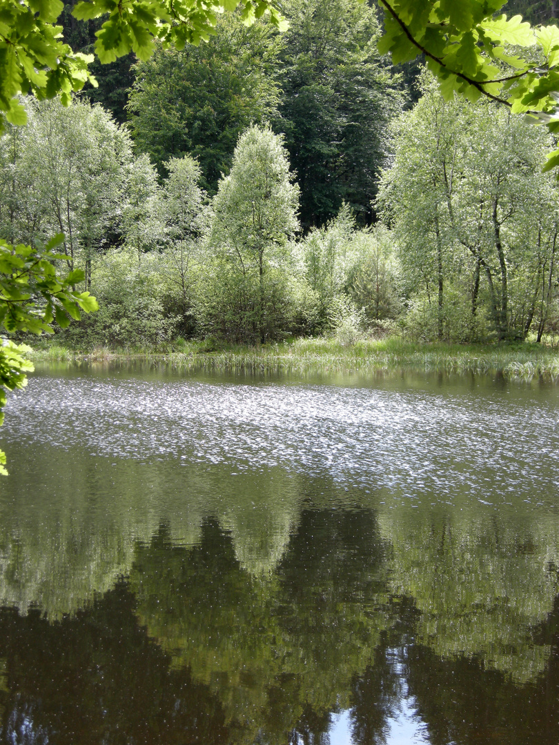 Weiher im Pfälzer Wald