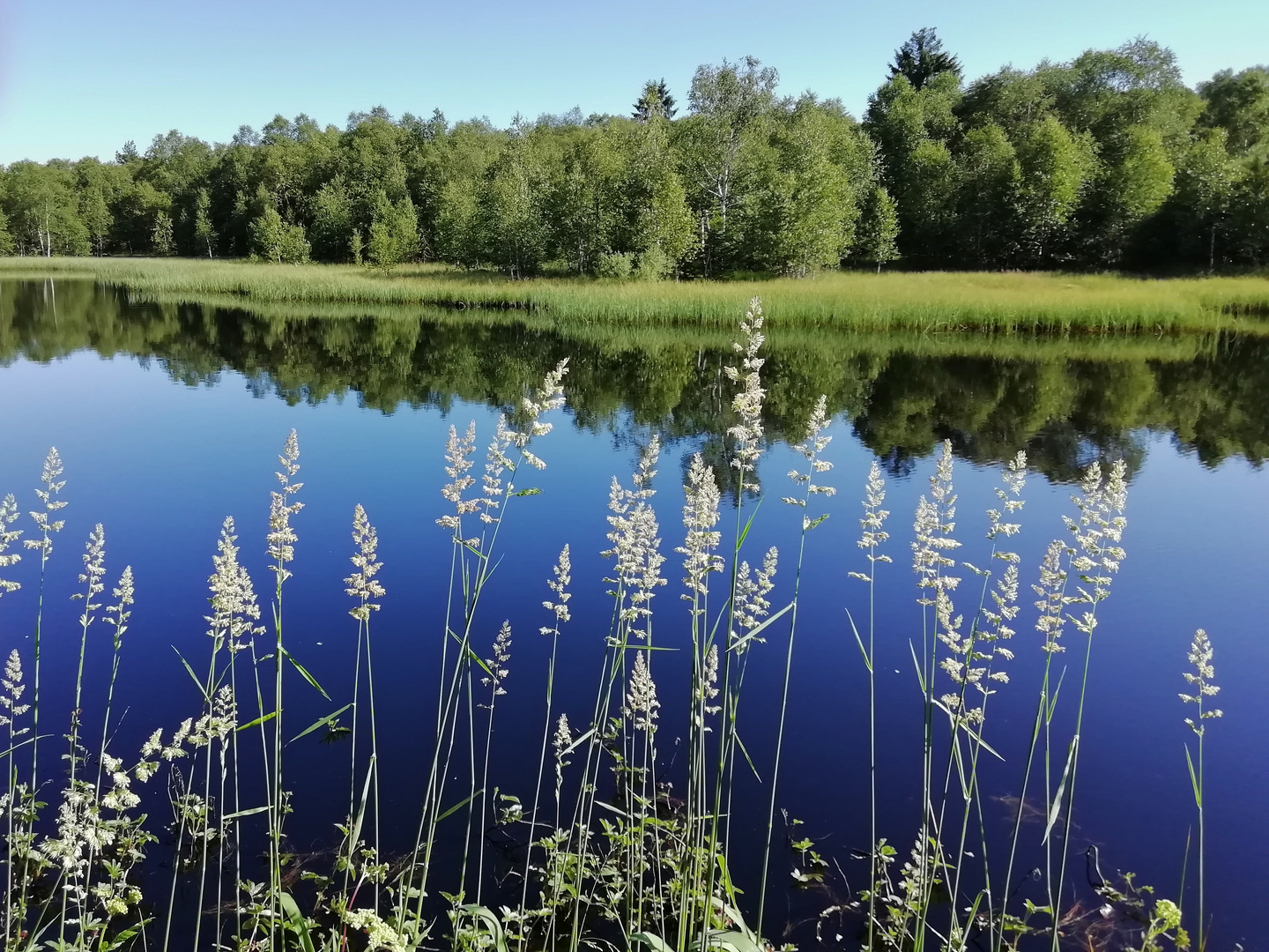 Weiher im Roten Moor (IMG_20190628_091736_ji) Foto & Bild teich, gras