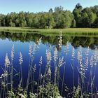 Weiher im Roten Moor (IMG_20190628_091736_ji)