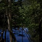 Weiher im Schwarzwald