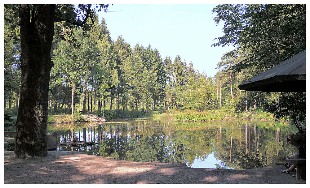 Weiher im sommerlichem Wald