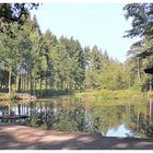 Weiher im sommerlichem Wald