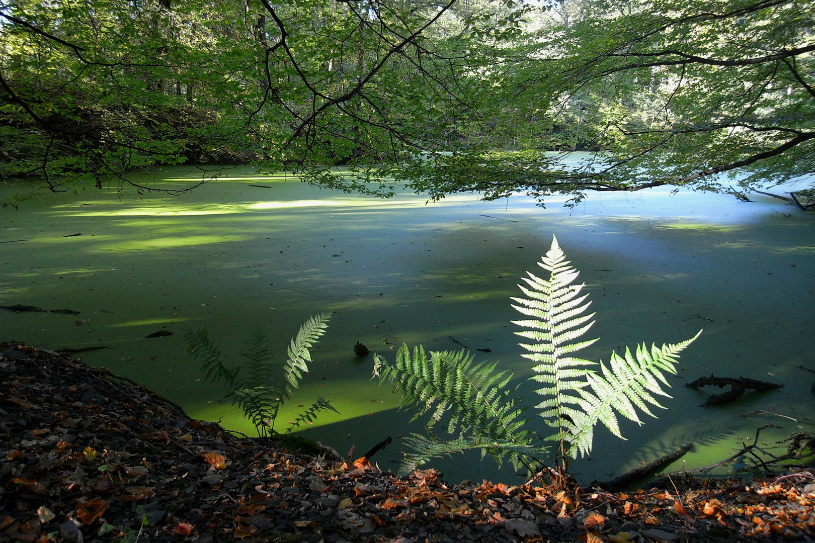 Weiher im Steinbruch im Duisburger Wald