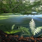 Weiher im Steinbruch im Duisburger Wald