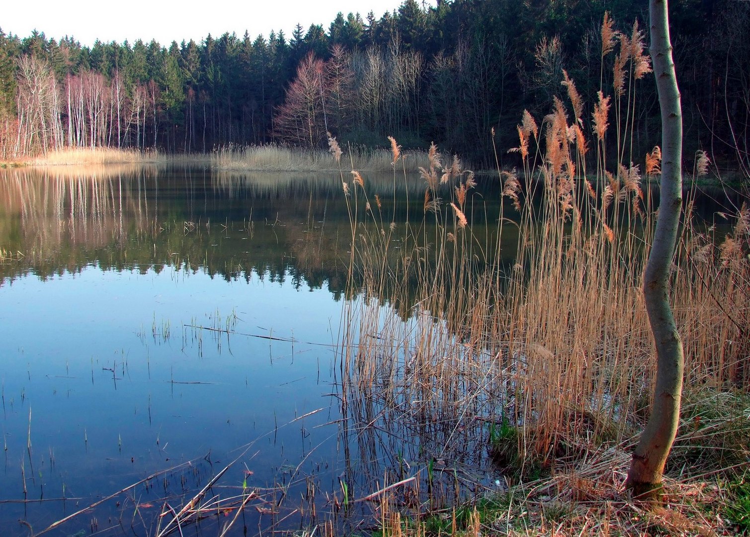 Weiher im Wald 2