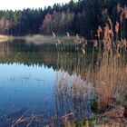 Weiher im Wald 2