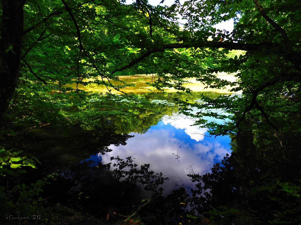 Weiher im Wald