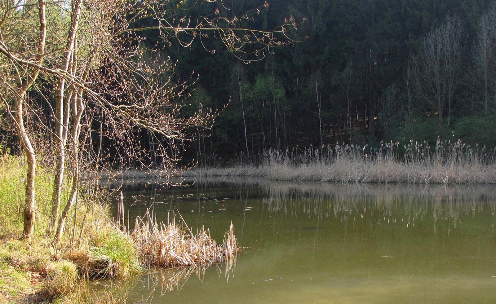 Weiher im Wald