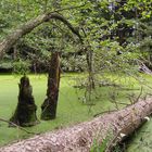 Weiher im Wald bei Gilching-DSCN0793