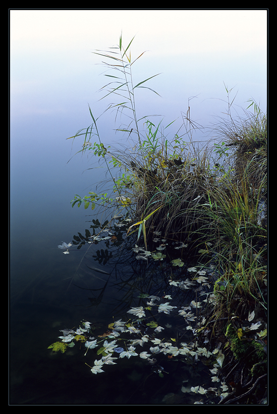 Weiher im Wald