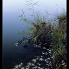 Weiher im Wald