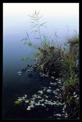 Weiher im Wald