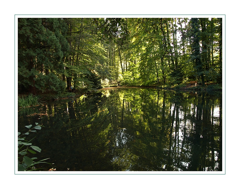 Weiher im Wald