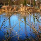 Weiher mit Ästen im Vorderen Altrhein