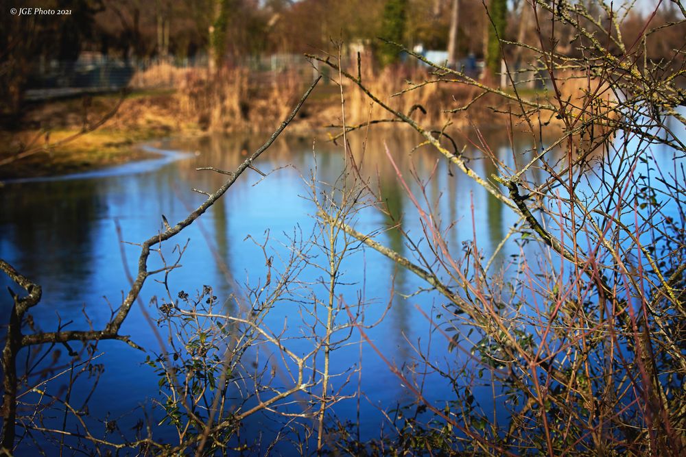 Weiher mit Ästen im Vorderen Altrhein