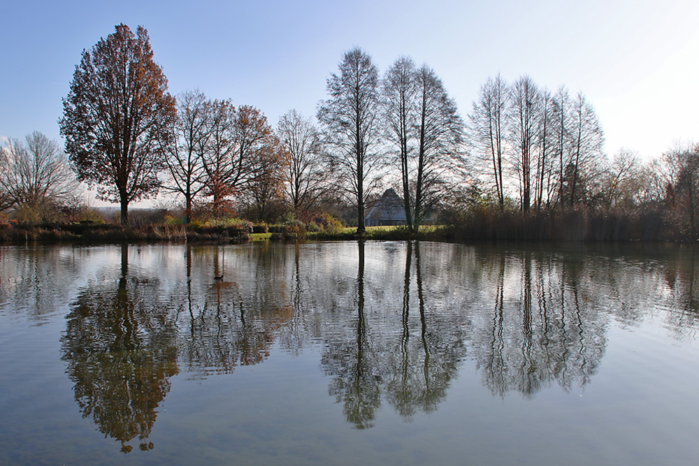 Weiher mit Bäumen und Spiegelung