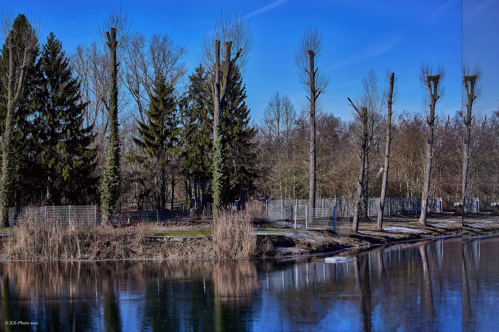 Weiher mit Baumbestand im Vorderen Altrhein