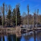 Weiher mit Baumbestand im Vorderen Altrhein