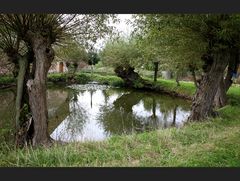 Weiher mit Kopfweiden