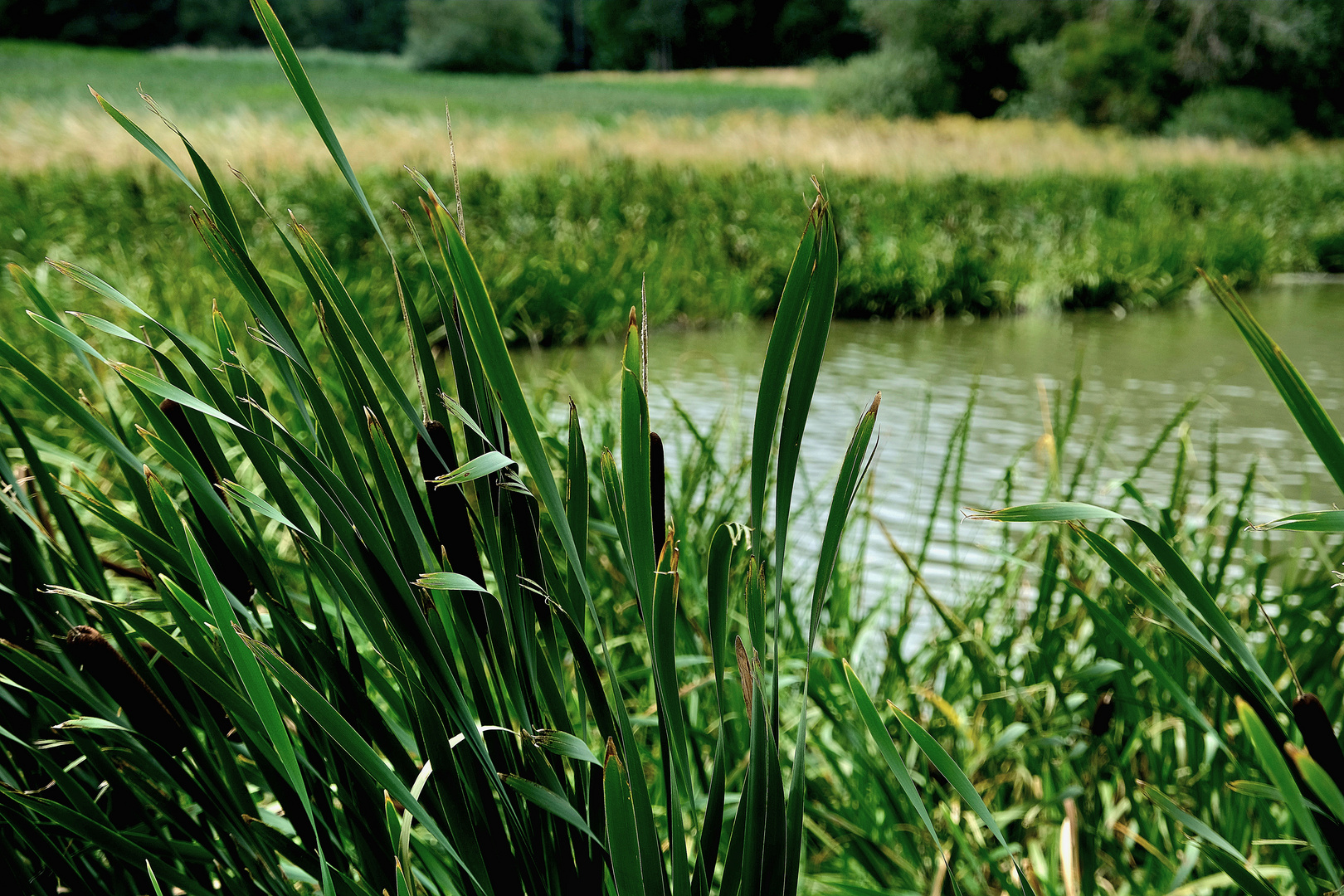 Weiher Mittelfranken 2