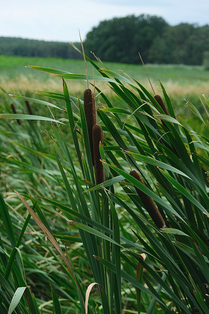 Weiher Mittelfranken 