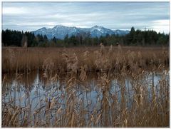 Weiher, Schilf, Berge