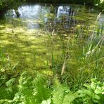 Weiher-Spiegelung....