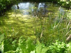 Weiher-Spiegelung....