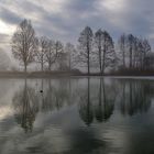 Weiher-Spiegelung am Morgen