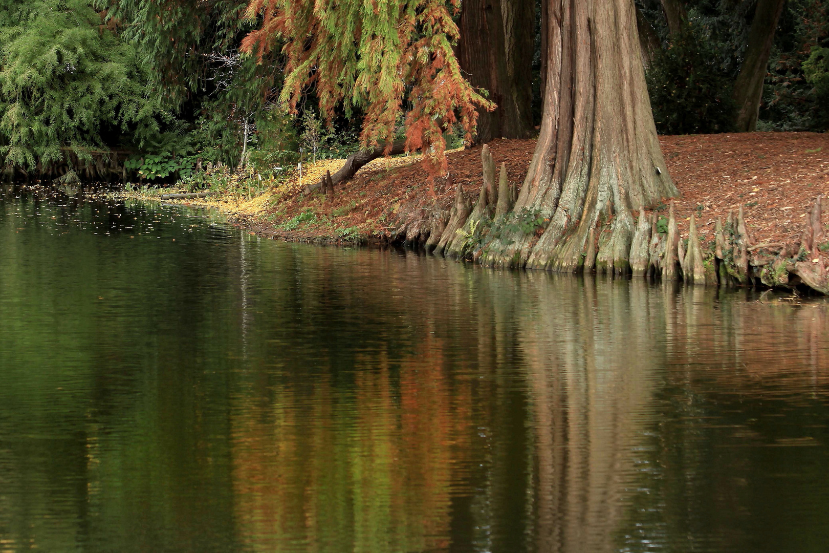 Weiher-Spiegelung im Herbst