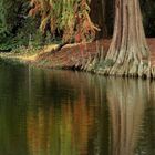 Weiher-Spiegelung im Herbst