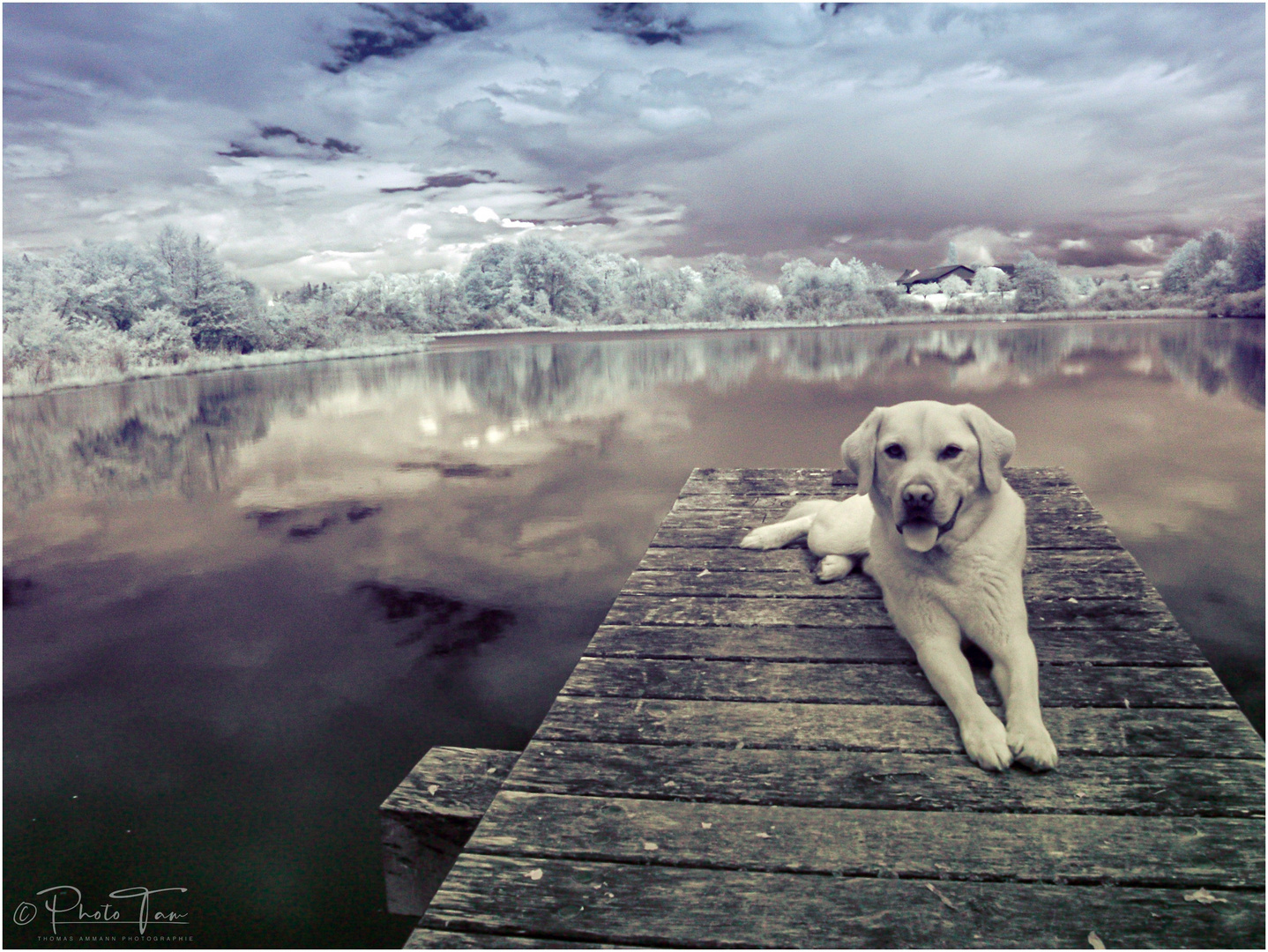 Weiher und Hund