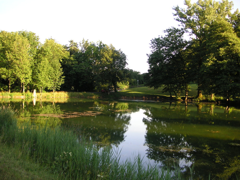 Weiher Weiningen 1