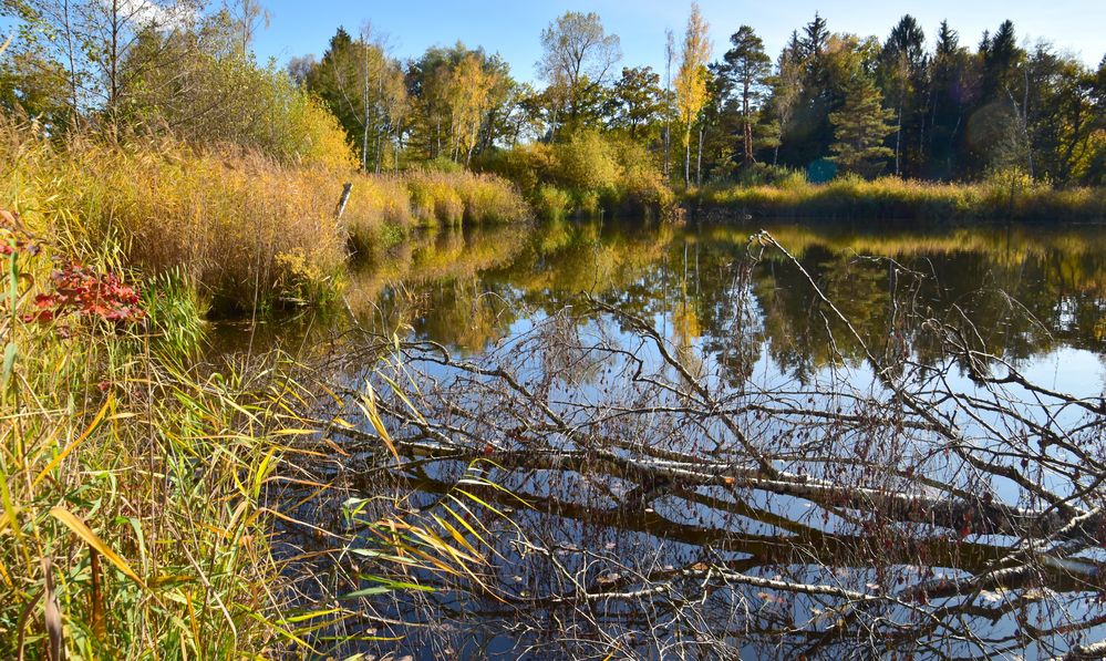 Weiher zum Spiegeltag